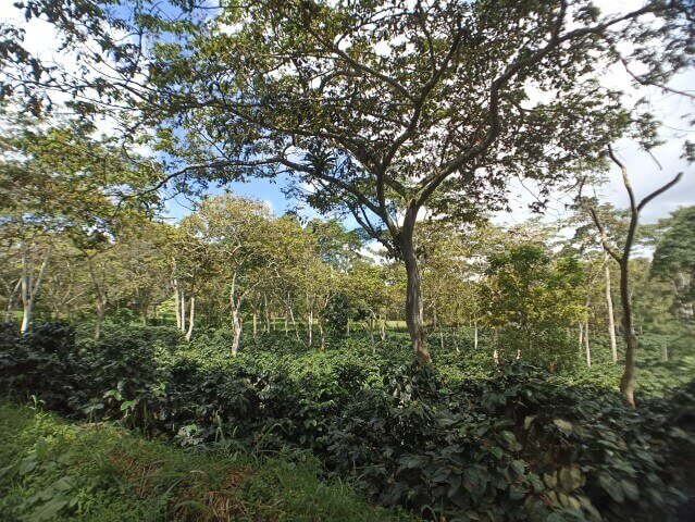 vista cafetal de la mesa de los santos