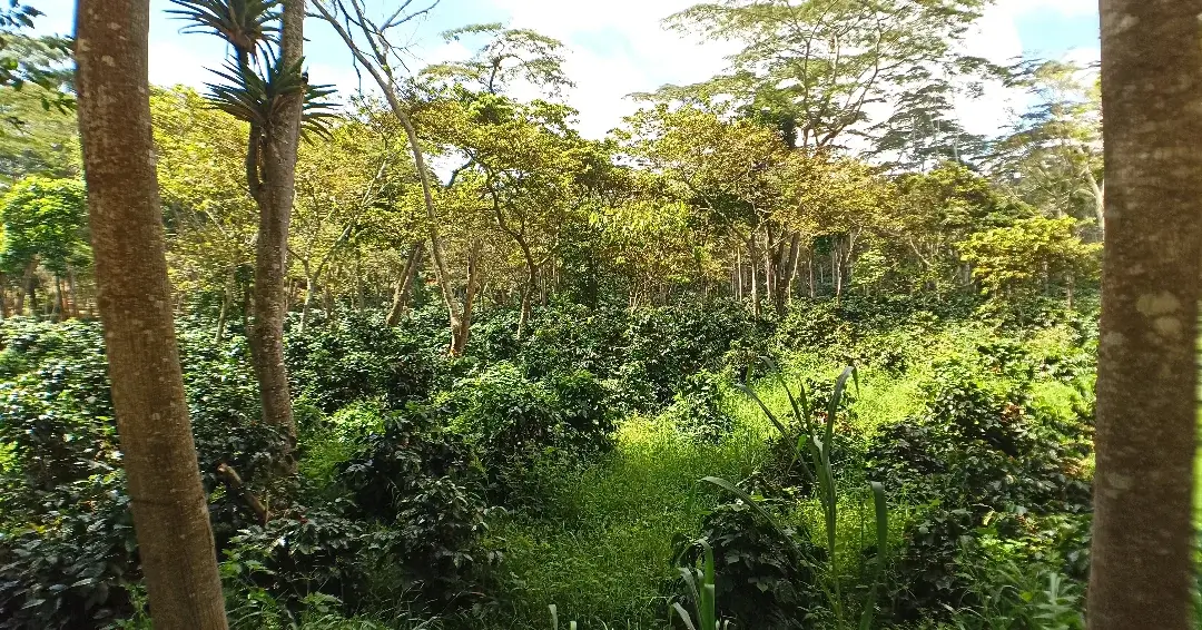 cultibos hacienda el roble