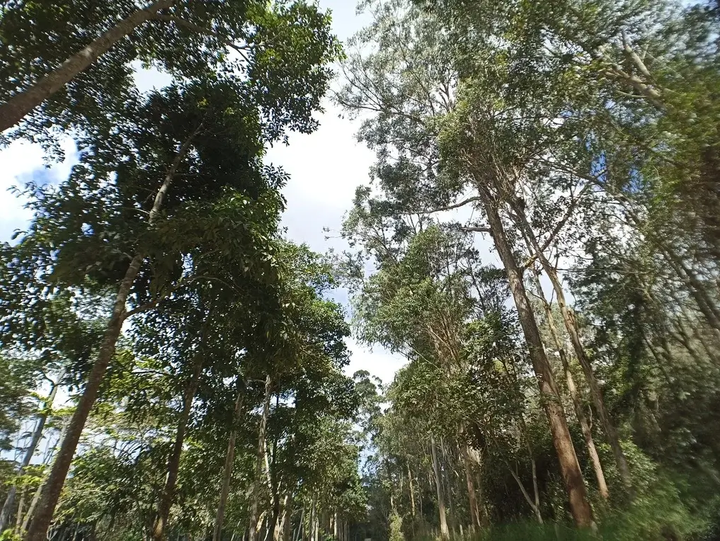 Fauna en la mesa de los santos